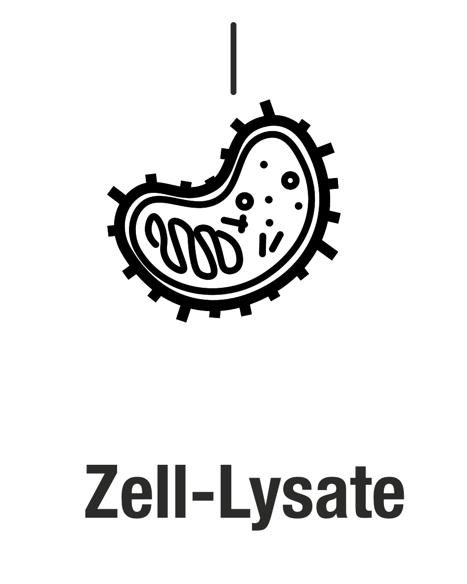 Zell-Lysate